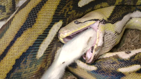 pitón reticulada comiendo un gran mamífero envuelto en un poderoso agarre