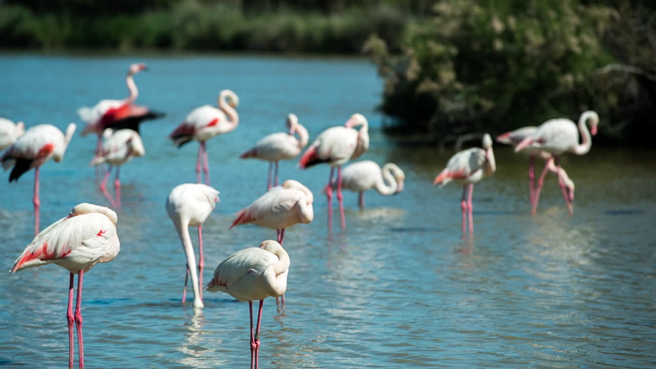 flamencos carmargue 41