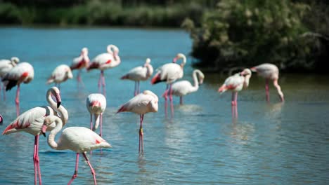 flamencos carmargue 41