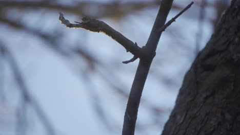 Ein-Europäischer-Star,-Der-Bei-Sonnenaufgang-In-Zeitlupe-Von-Einem-Hochgelegenen-Baum-Fliegt,-Wilder-Vogel-Im-Flug