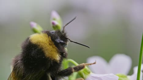 Macro-of-bumblebee-gathering-pollen,-detail-of-fur,-head-and-eyes