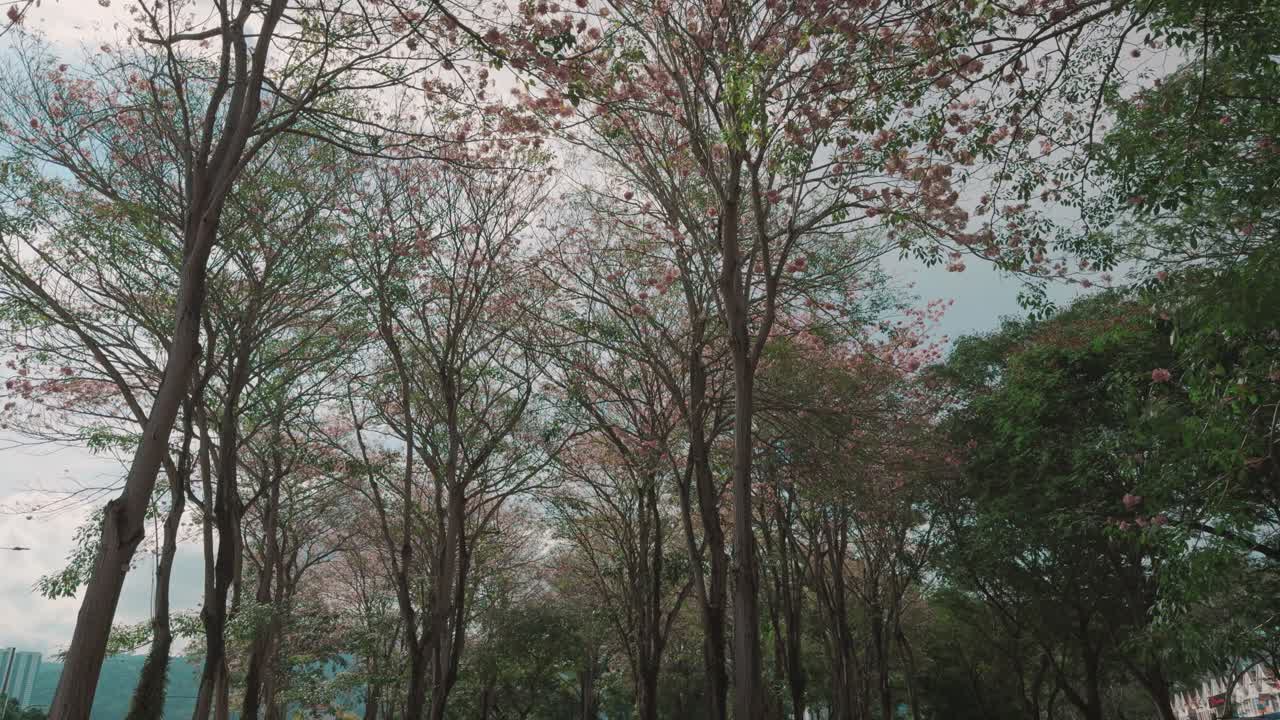 A serene walkway in Penang is beautifully framed by blooming cherry blossom trees under a soft, overcast sky, showcasing the peaceful charm of tropical springtime.