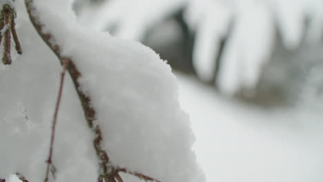 A-lot-of-snow-on-a-small-branch,-more-snow-in-the-background