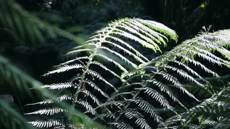 Baumfarnwedel,-Die-Im-Regenwald-Im-Sonnenlicht-Aufprallen