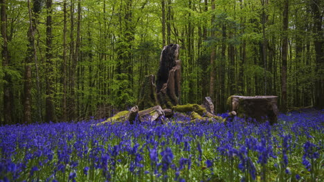 time lapse of bluebells forest during spring time in natural park in ireland