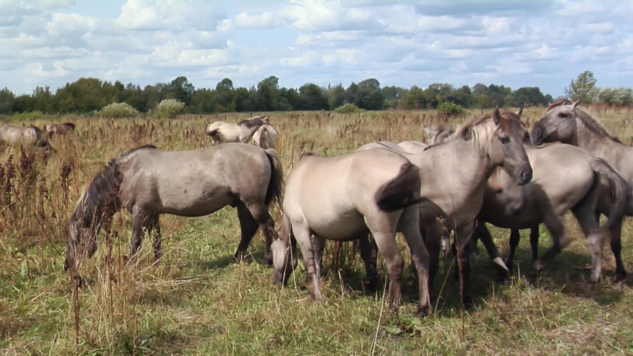 회색 바람이 부는 날에 야생마