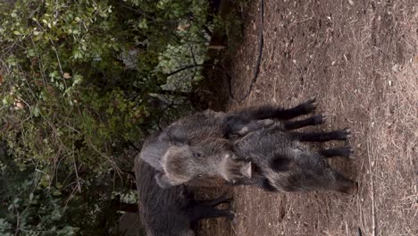 Vertikales-Video-Von-Wildschweinen,-Die-Sich-In-Einem-Hinterhof-In-Haifa,-Israel-Paaren