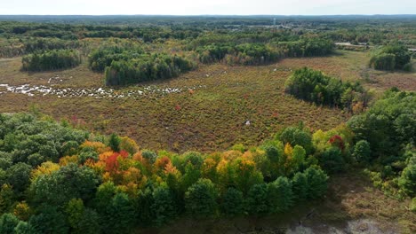 Nature-view-of-destroyed-trees-Deforestation-concept-in