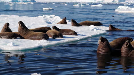 walruses on an ice floe in the arctic
