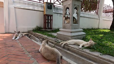 cat relaxes and grooms by a small monument