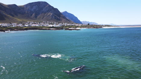 Right-whales-in-Hermanus-during-whale-season,-annual-migration