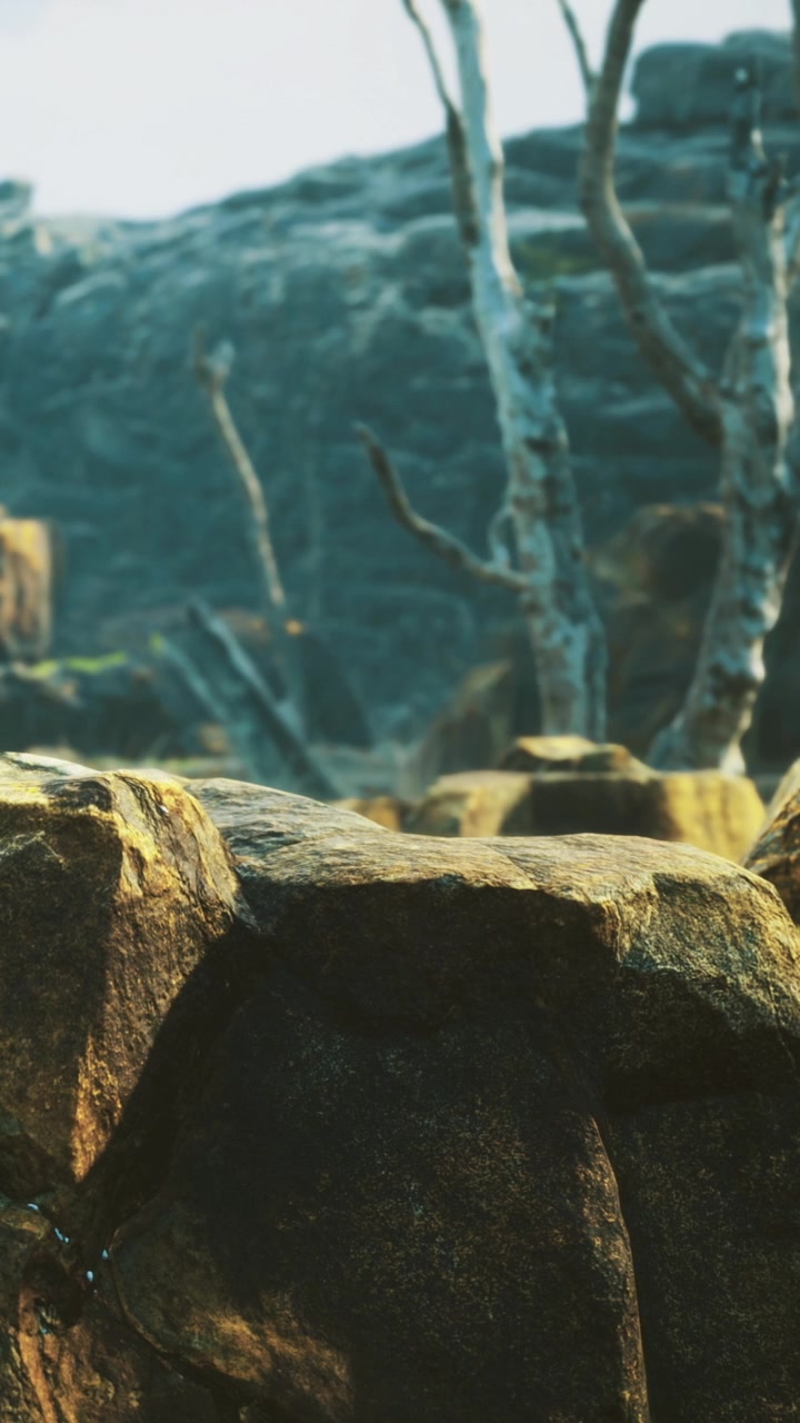 Rocks and trees in a rugged outdoor setting with natural light