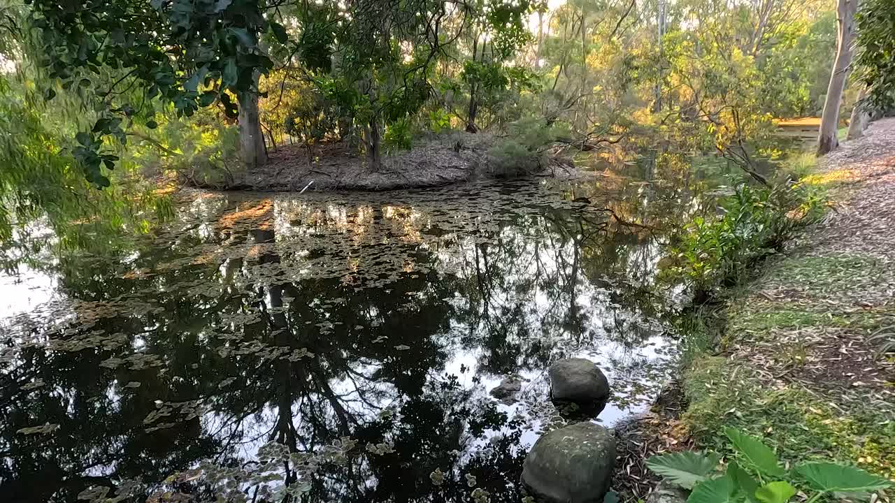 agua tranquila que refleja los árboles y la vegetación