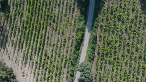 De-Arriba-Hacia-Abajo-Drone-Aéreo-Vaucluse-Provence-Viñedos-Sur-De-Francia