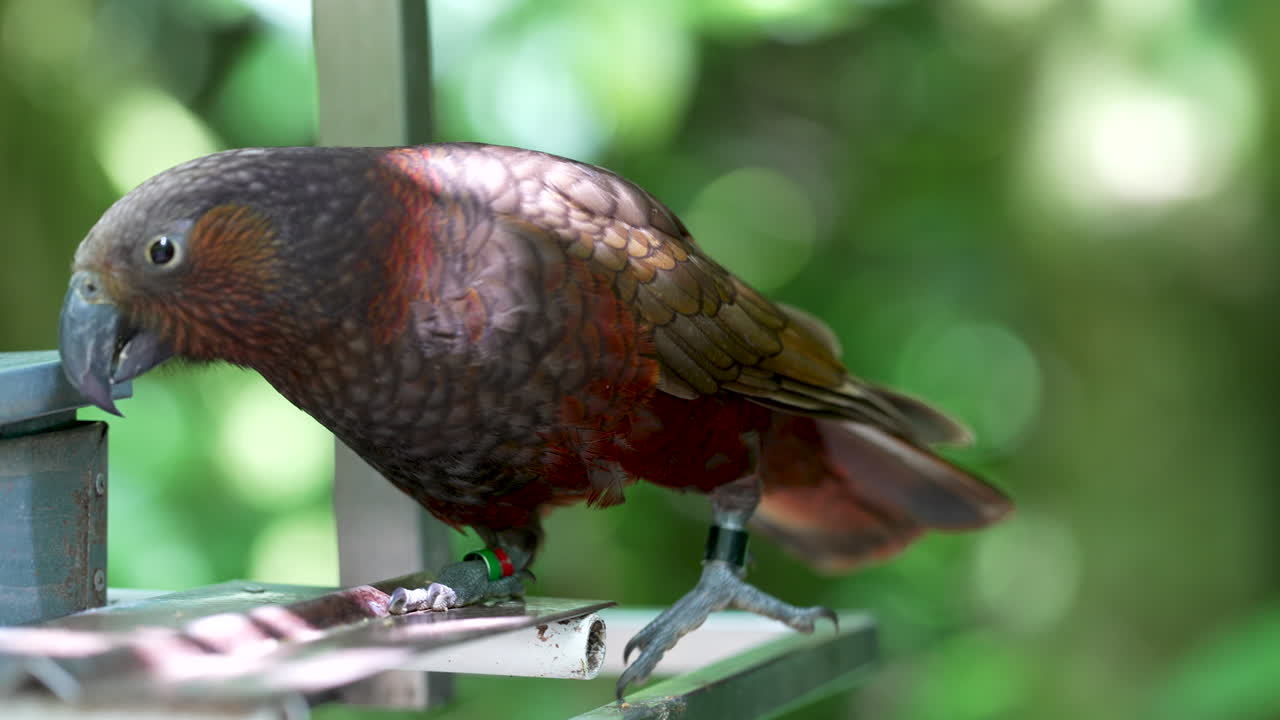 Kaka parrot bird using its intelligence to open a man made bird feeder in New Zealand
