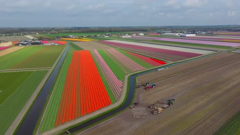 Wide-aerial-pan-of-colorful-tulip-fields-in-Lisse-in-the-Netherlands