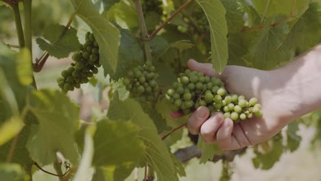 agarrando un par de uvas casi maduras en el viñedo de sauvignon blanc