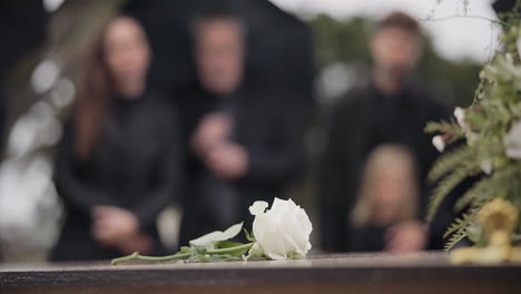 rose, coffin and funeral at cemetery outdoor