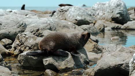 Una-Foca-Descansa-Sobre-Una-Roca-En-La-Orilla-Del-Océano-En-Kaikoura,-Nueva-Zelanda