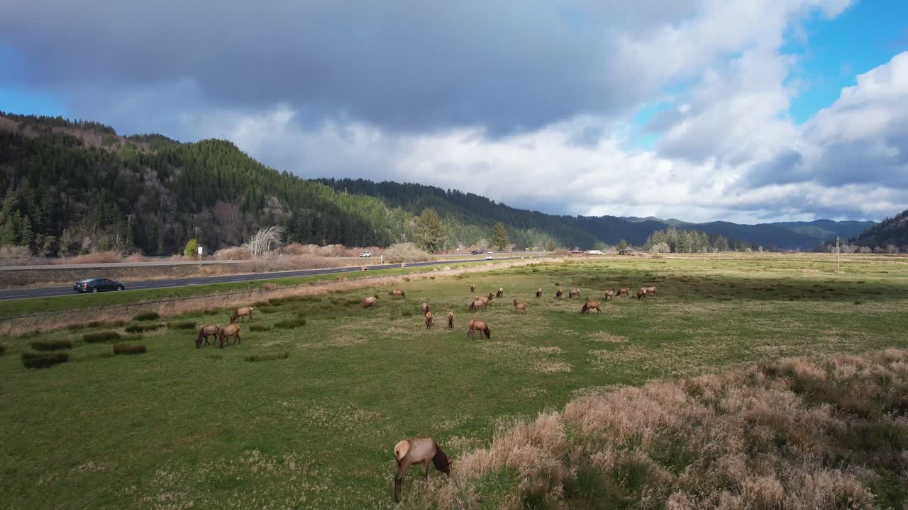 Bela filmagem aérea em 4K deslizando sobre Alces selvagens na Área de Observação de Alces de Dean Creek em Reedsport, Oregon