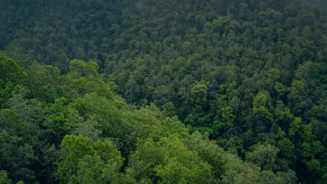 copas de los árboles de la selva montañosa