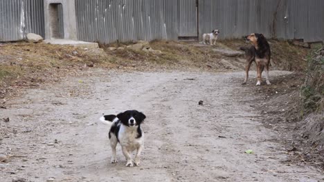 dogs outside farm buildings barking and protecting their property