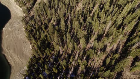 Flying-Over-Coniferous-Lakeside-Pine-Tree-Mountain-Hillside-Slope-In-Sapphire-Point-Colorado