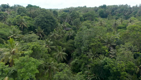 Aerial-dolly-shot-of-jungle-river-and-scattered-residential-houses-in-a-thick-lush-rainforest-in-Bali