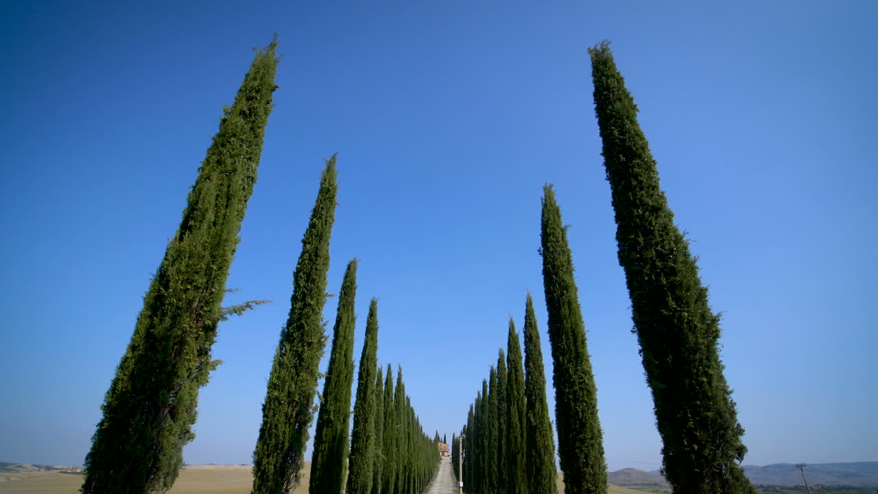 cipreses en fila a lo largo de la carretera de toscana - conductor pov