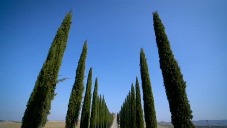 Fila-De-Cipreses-A-Lo-Largo-De-La-Carretera-De-Toscana---Punto-De-Vista-Del-Conductor