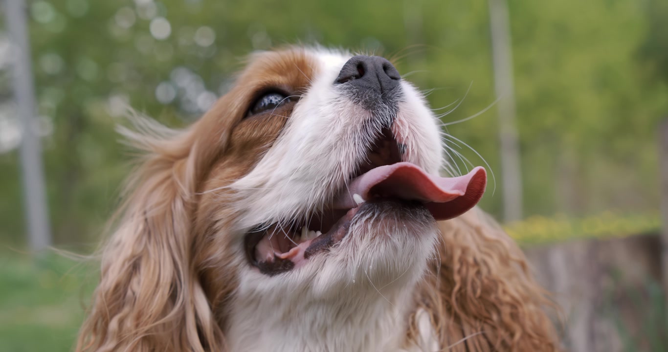 Cavalier King Charles Spaniel. Shot on super slow motion camera 1000 fps.