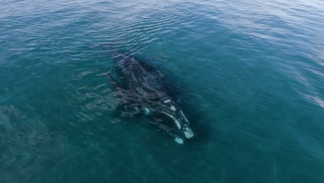 una madre ballena con su cría nadando pacíficamente toma aérea a cámara lenta