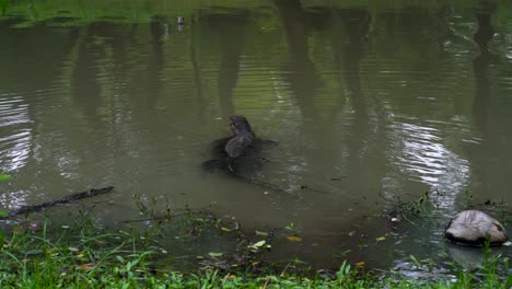 un lagarto monitor nada a través del lago
