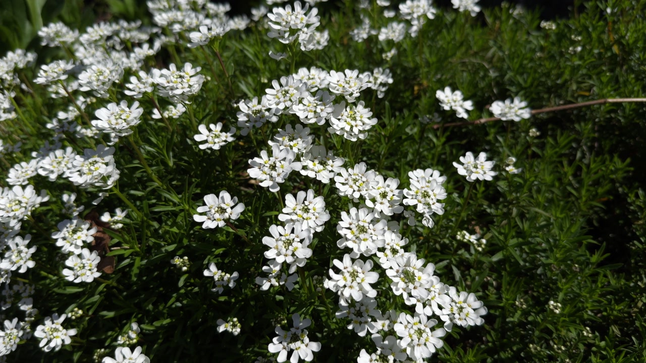 Close Up Beautiful Candytuft With White Flowers And Green Leaves In the Sun