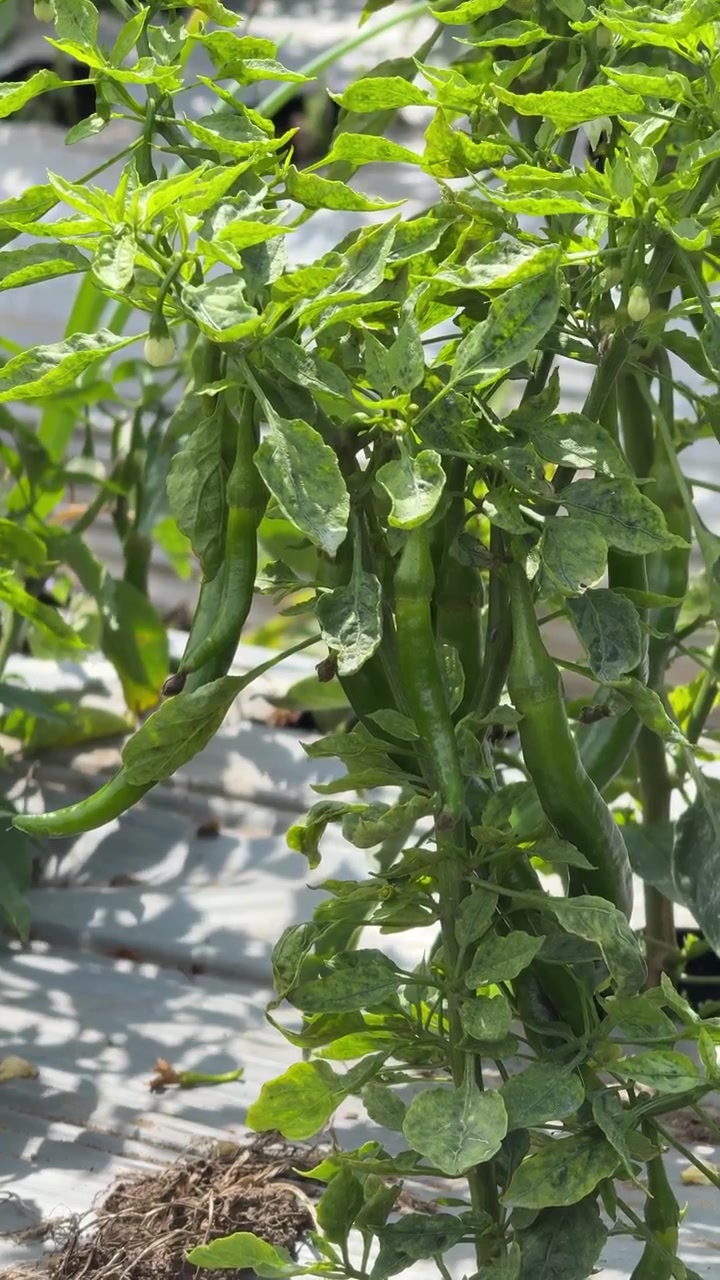 Green Chili Peppers Growing on a Plant in a Greenhouse