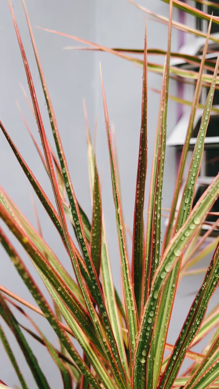 Close-up of a Dracaena Marginata Plant with Water Droplets