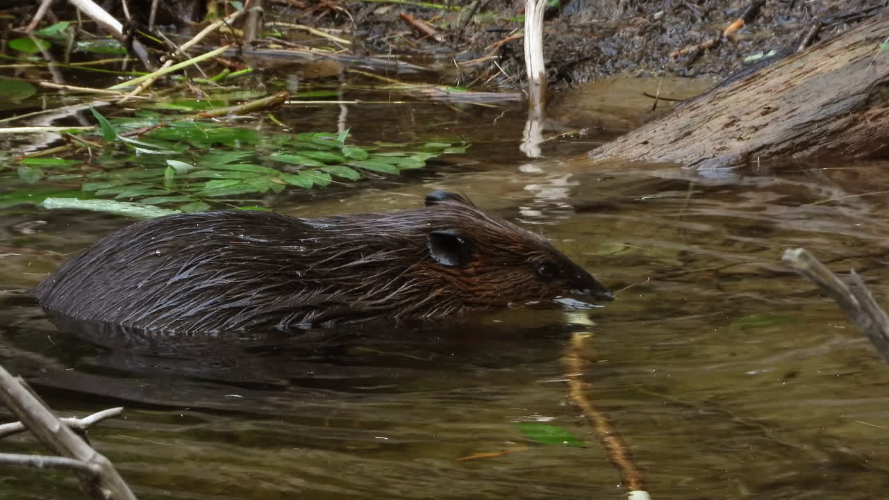 Majestic American beaver working in shallow forest water, static view