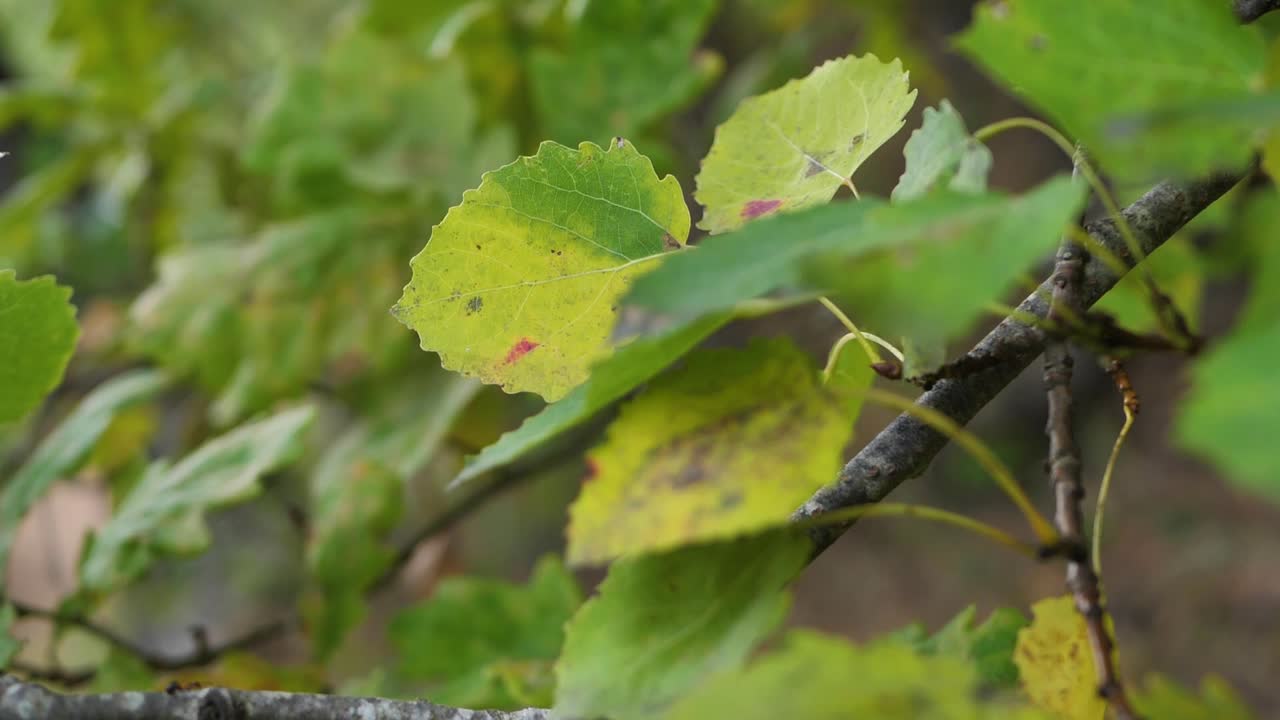 가을 노란 잎은 바람에 의해 움직입니다
