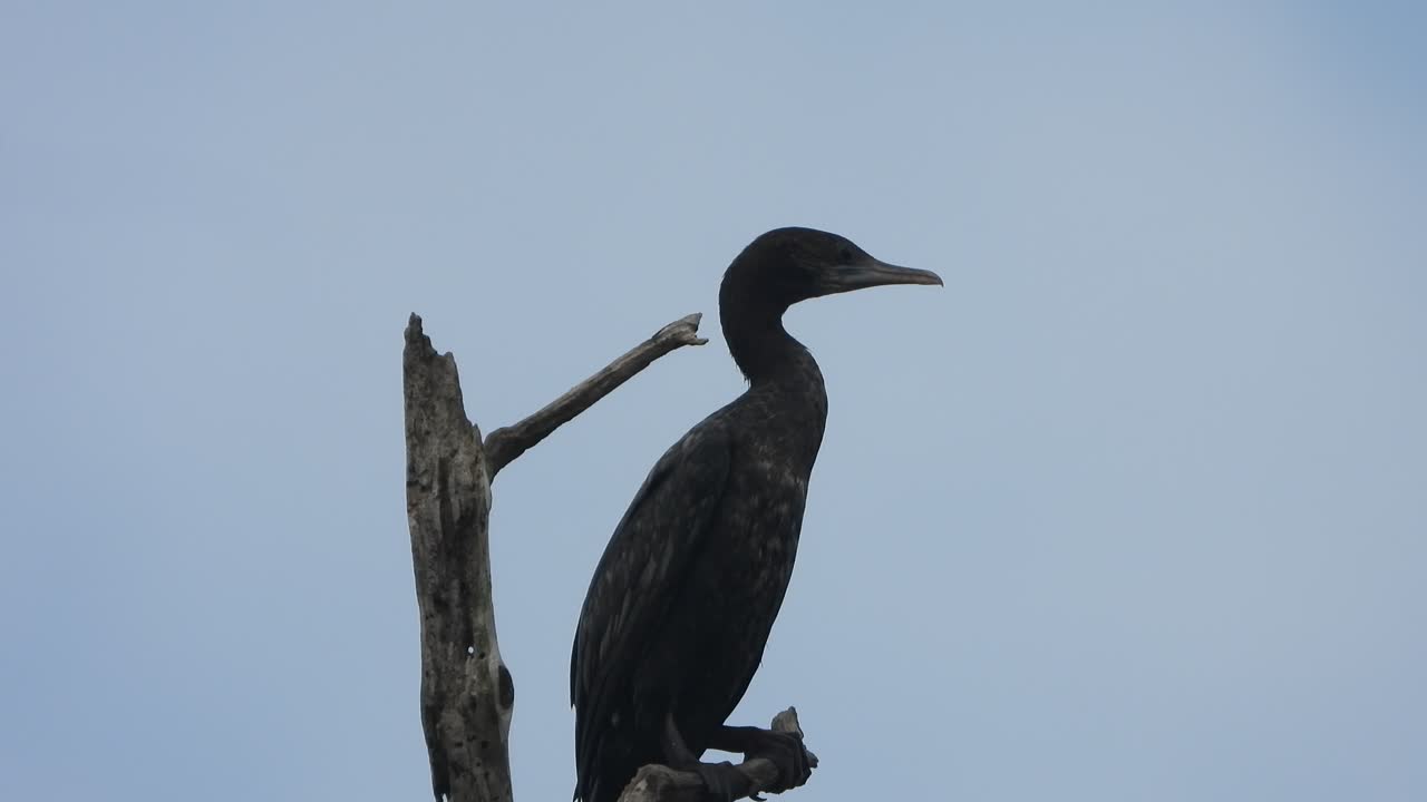 Cormorant . in tree