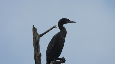 Cormorant-.-in-tree-