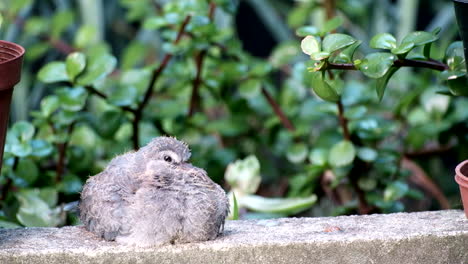 las plumas esponjosas de una paloma recién nacida que ríe revoloteando en la brisa, telefoto