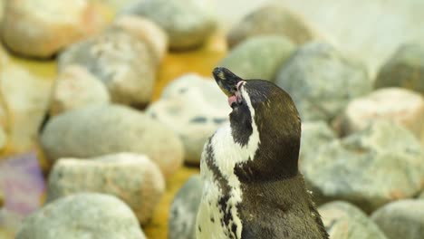 Penguin-falling-asleep-around-different-shaped-stones-during-the-day-by-his-swimming-pool-slow-motion