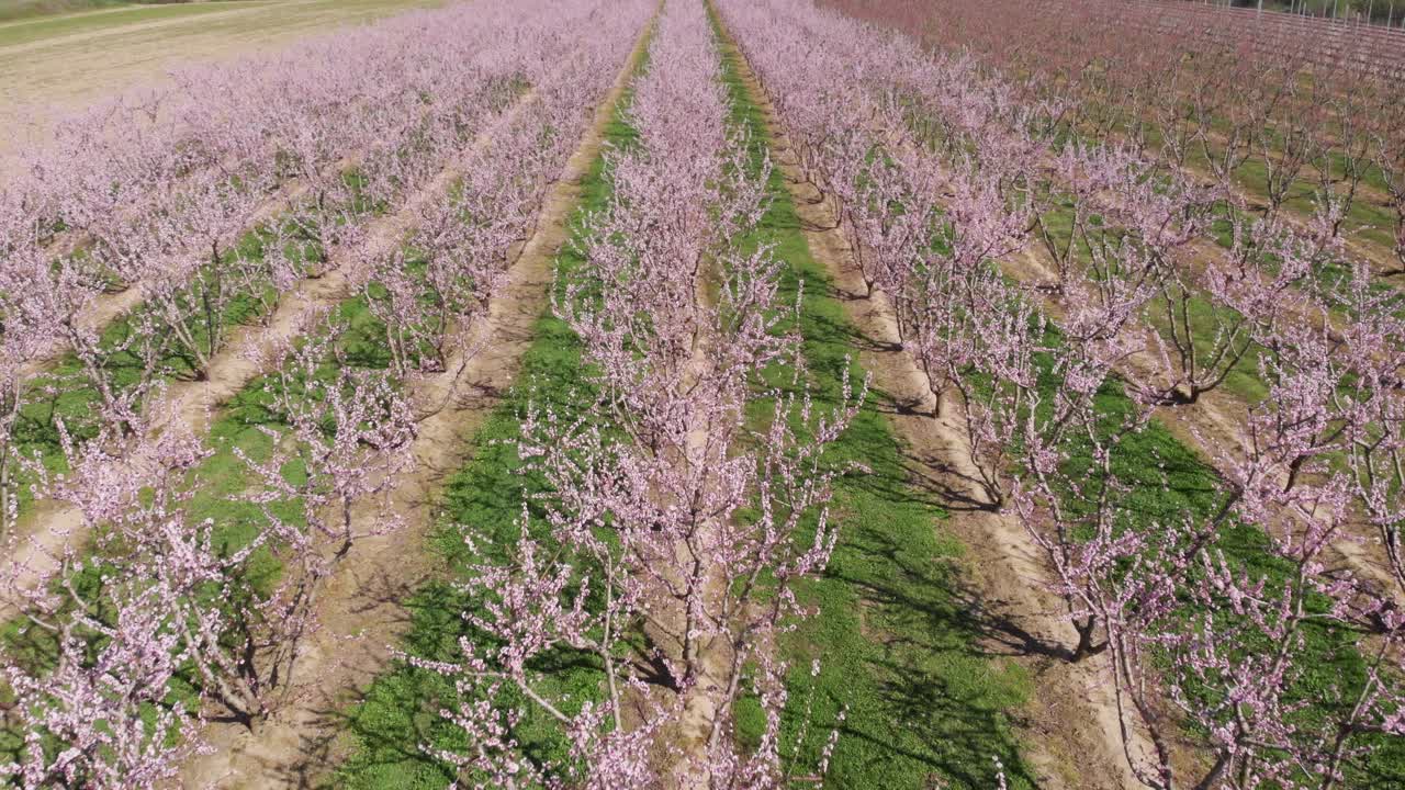 Aerial view over symmetrical pink blossom peach tree agricultural farm Pink and purple trees in bloom on spring day