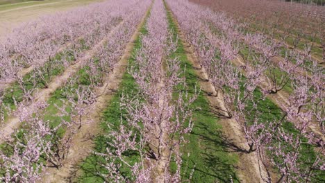 aerial view over symmetrical pink blossom peach tree agricultural farm pink and purple trees in bloom on spring day