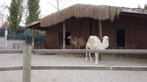 white and brown camel in the zoo