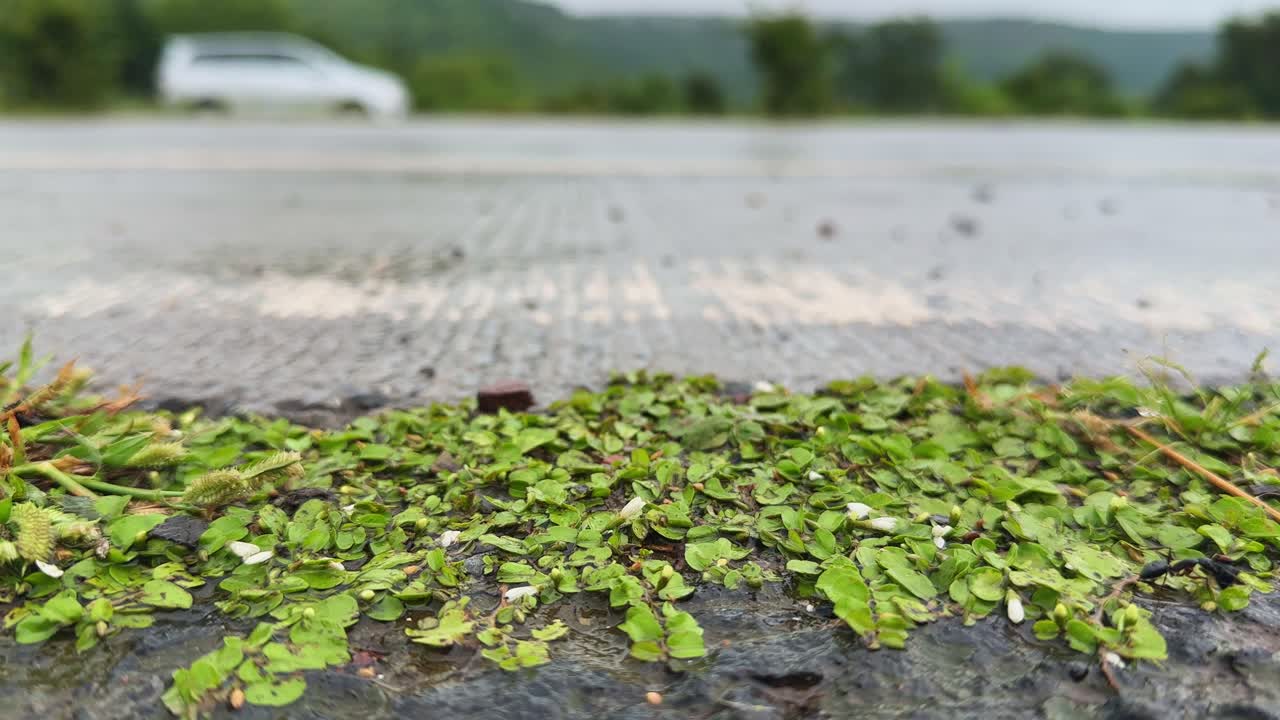 Close-up of an ant carrying a dead ant near tiny green plants on a wet roadside, with blurred traffic passing in the background — symbolizing life, struggle, and survival