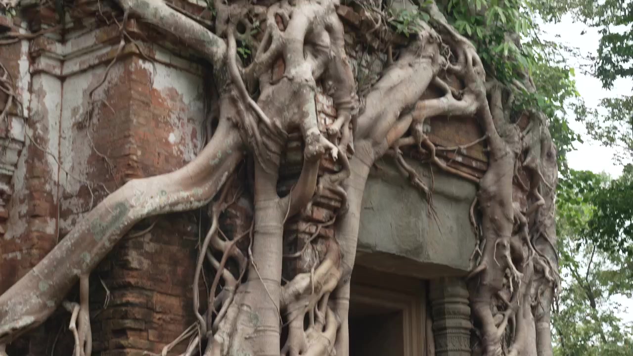 Rễ cây cổ thụ bao trùm một ngôi đền gạch tại Koh Ker, Campuchia.