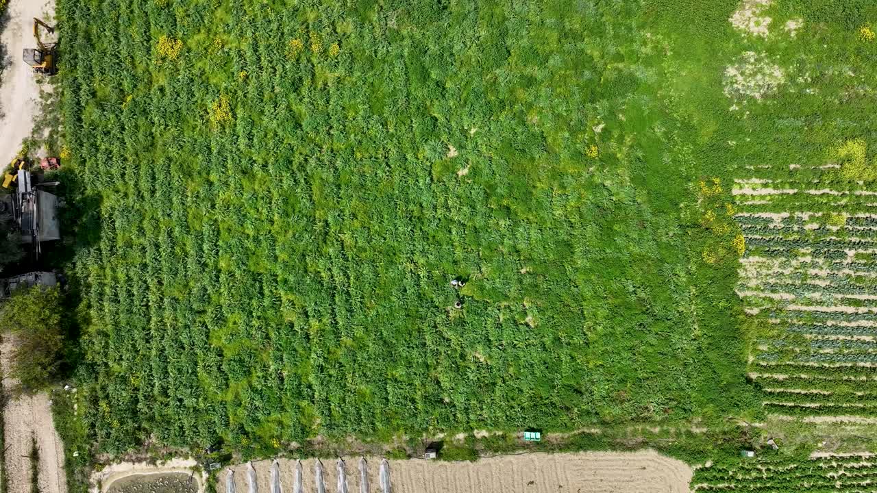 Drone shot unveils vibrant green fields and orderly crop rows in Malta, highlighting the island’s agricultural patterns, rural structures, and the contrast of cultivated land.