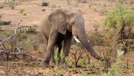 close up of male elephant in heat, africa