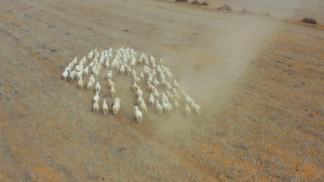 우리 의 양 ⁇  는 우리 의 가족 이다